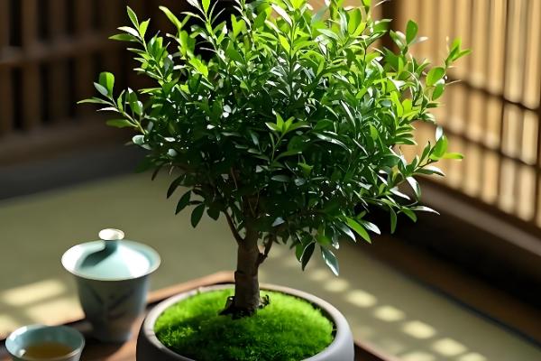 赤楠叶片干枯掉落如何处理，植株缺水要为它补水并喷水增湿