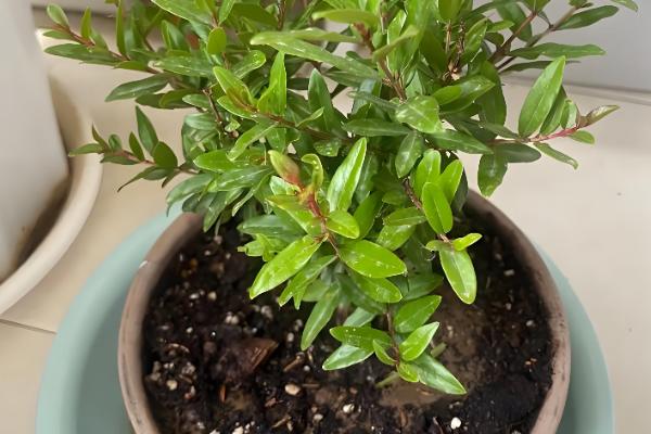 赤楠叶片干枯掉落如何处理，植株缺水要为它补水并喷水增湿