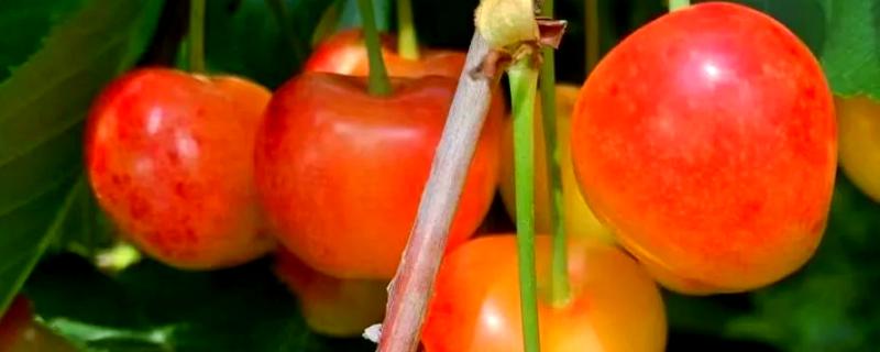 樱桃苗的品种，有黄蜜樱桃苗、黑珍珠樱桃苗等