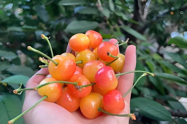 樱桃苗的品种，有黄蜜樱桃苗、黑珍珠樱桃苗等
