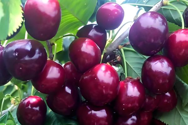 樱桃苗的品种，有黄蜜樱桃苗、黑珍珠樱桃苗等