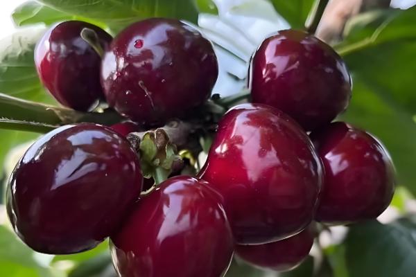 樱桃苗的品种，有黄蜜樱桃苗、黑珍珠樱桃苗等