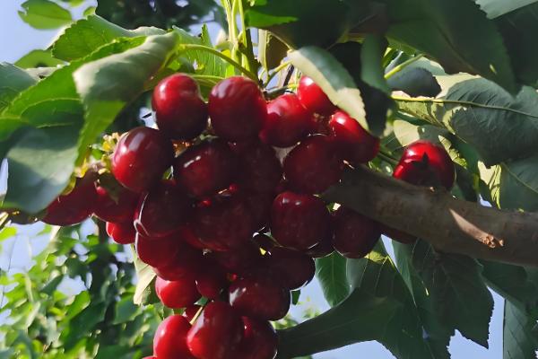 樱桃苗的品种，有黄蜜樱桃苗、黑珍珠樱桃苗等