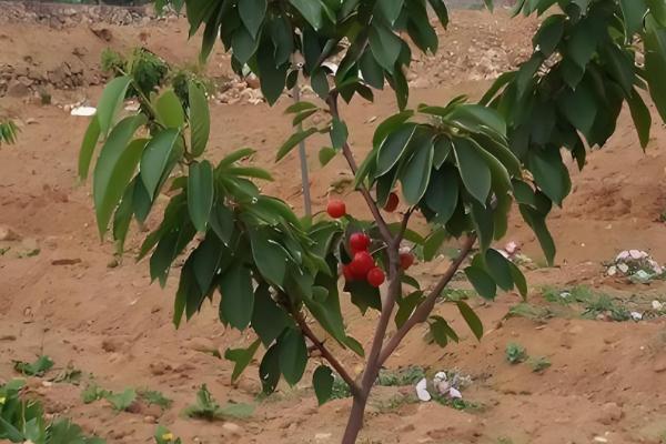 樱桃苗的品种，有黄蜜樱桃苗、黑珍珠樱桃苗等