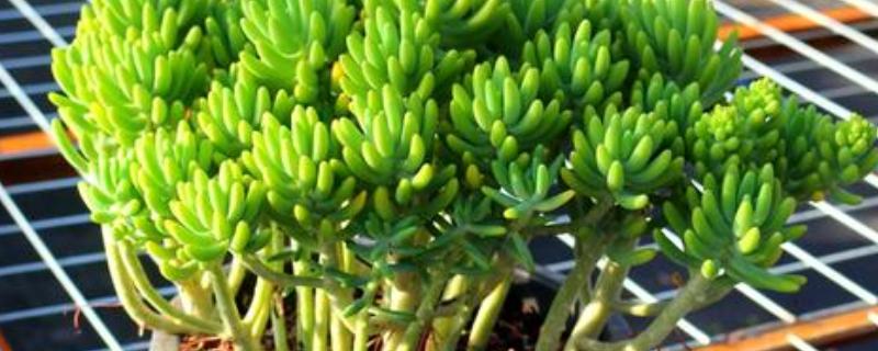 多肉八千代怎么养，在生长季节会需要大量的水