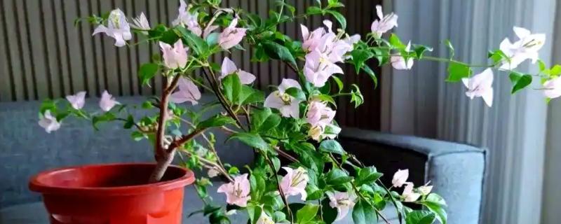 三角梅能不能浇啤酒，富含氮元素可促进枝干生长