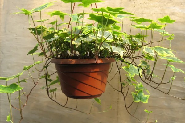 常春藤的养殖方法，喜欢生长在比较温暖环境