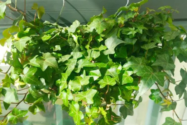 常春藤的养殖方法，喜欢生长在比较温暖环境