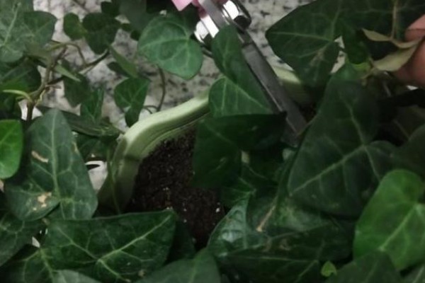 常春藤的养殖方法，喜欢生长在比较温暖环境