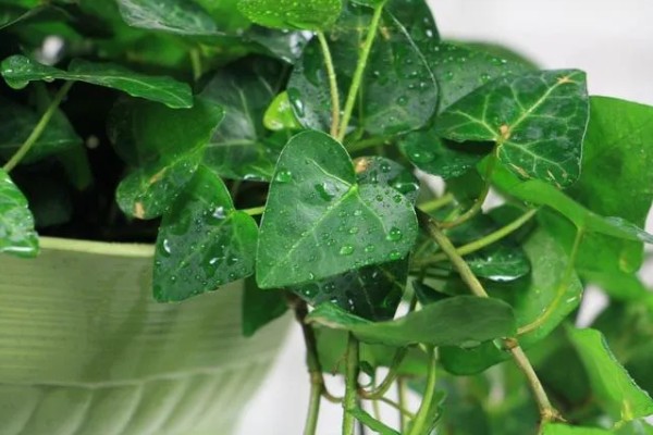 常春藤的养殖方法，喜欢生长在比较温暖环境