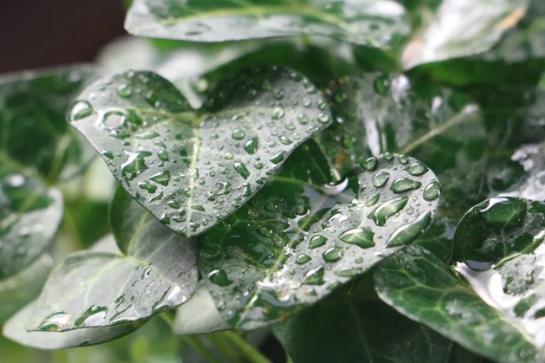 常春藤的养殖方法，喜欢生长在比较温暖环境