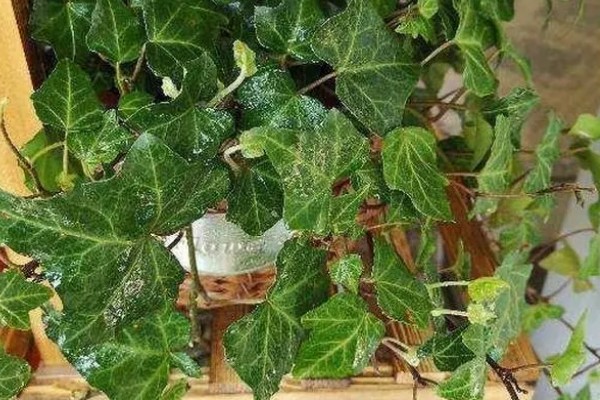 常春藤的养殖方法，喜欢生长在比较温暖环境