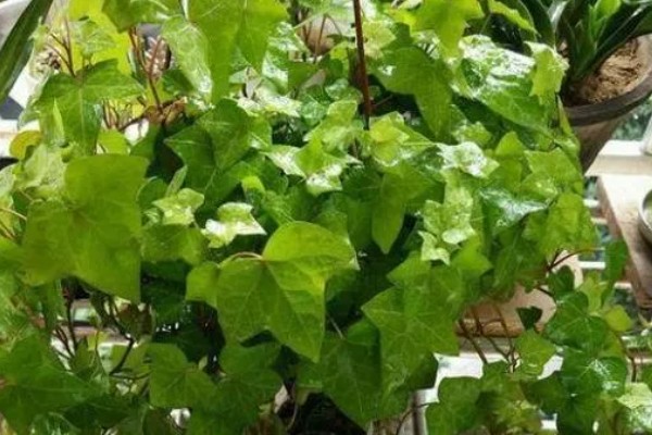 常春藤的养殖方法，喜欢生长在比较温暖环境