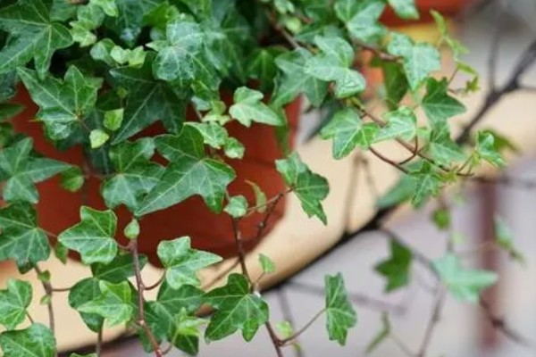 常春藤的养殖方法，喜欢生长在比较温暖环境