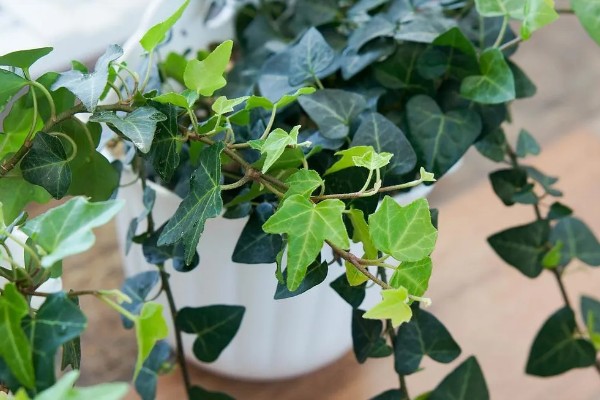 常春藤的养殖方法，喜欢生长在比较温暖环境