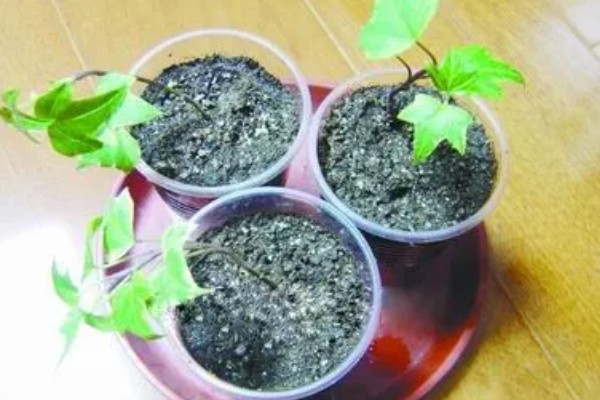 常春藤的养殖方法，喜欢生长在比较温暖环境