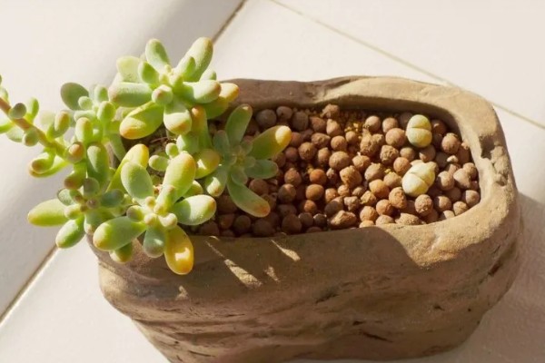 多肉八千代怎么养,在生长季节会需要大量的水