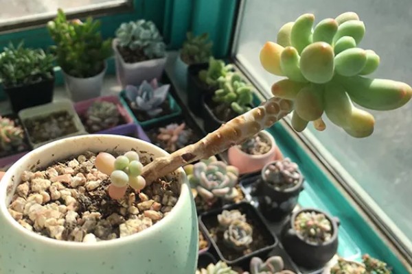 多肉八千代怎么养,在生长季节会需要大量的水