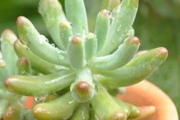 多肉八千代怎么养,在生长季节会需要大量的水