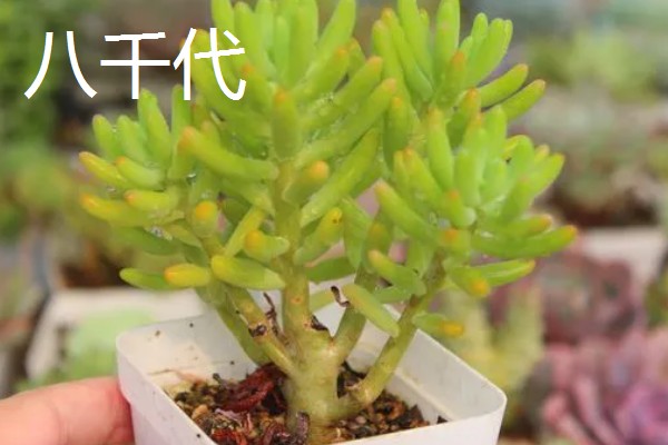 多肉八千代怎么养,在生长季节会需要大量的水