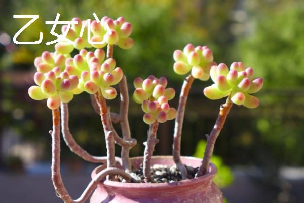 多肉八千代怎么养,在生长季节会需要大量的水