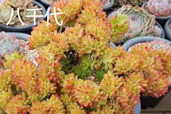 多肉八千代怎么养,在生长季节会需要大量的水