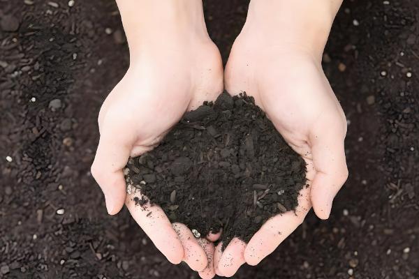 红豆杉怎么养护，平时让盆土处于微湿状态