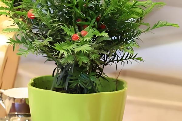 红豆杉怎么养护，平时让盆土处于微湿状态