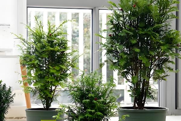 红豆杉怎么养护，平时让盆土处于微湿状态