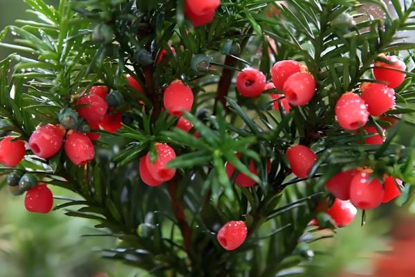 红豆杉怎么养护，平时让盆土处于微湿状态