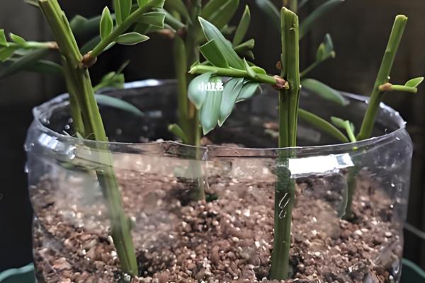 红豆杉怎么养护，平时让盆土处于微湿状态