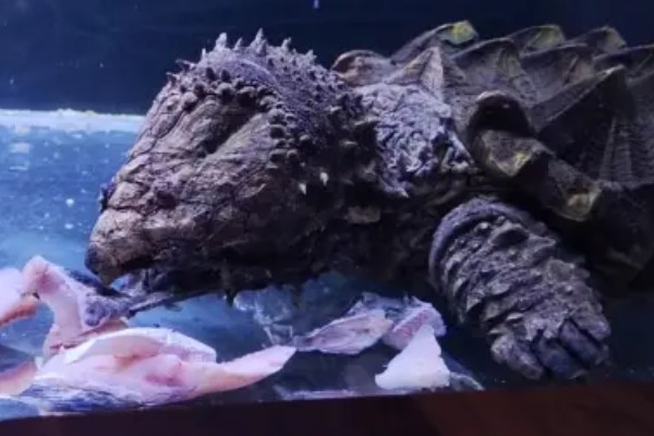 鳄龟几月份开始吃东西，一般从四月份开始吃东西