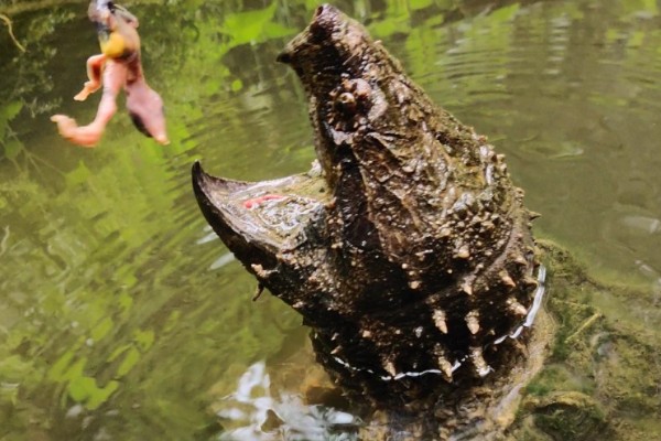 鳄龟几月份开始吃东西，一般从四月份开始吃东西