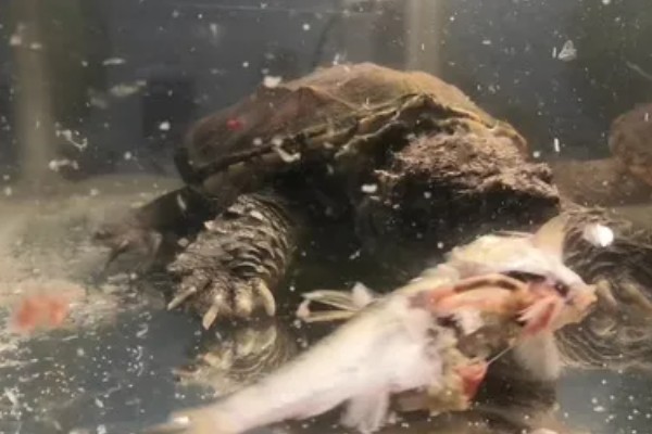 鳄龟几月份开始吃东西，一般从四月份开始吃东西