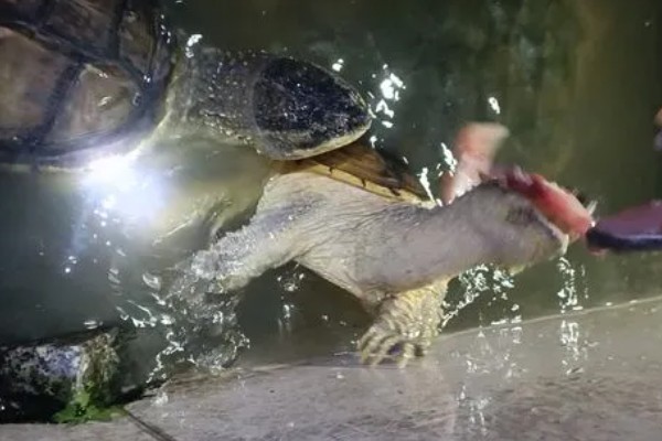 鳄龟几月份开始吃东西，一般从四月份开始吃东西