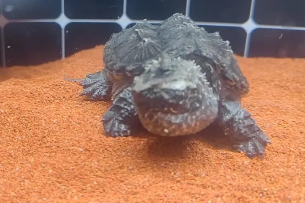 鳄龟几月份开始吃东西，一般从四月份开始吃东西