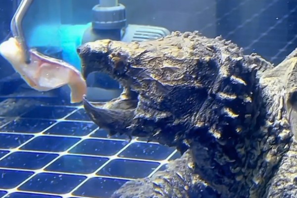 鳄龟几月份开始吃东西，一般从四月份开始吃东西