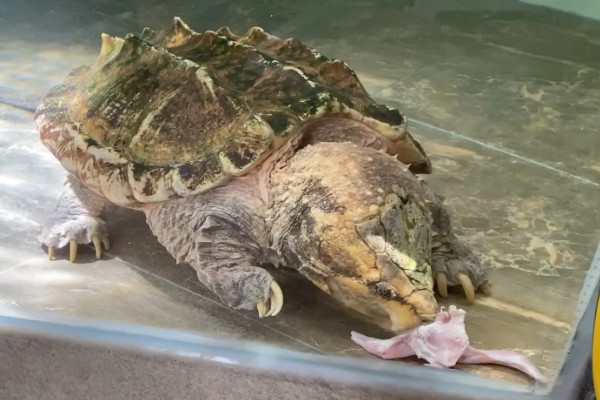 鳄龟几月份开始吃东西，一般从四月份开始吃东西