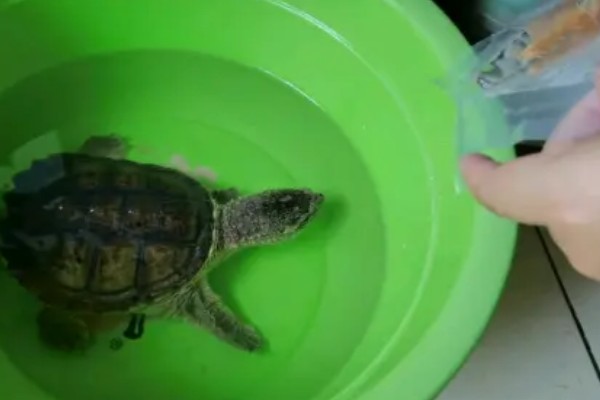 鳄龟几月份开始吃东西，一般从四月份开始吃东西