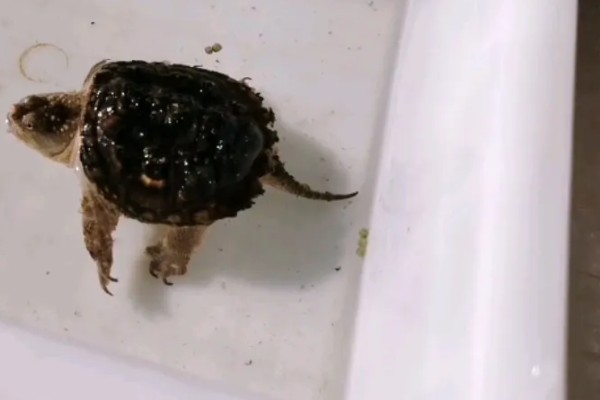 鳄龟几月份开始吃东西，一般从四月份开始吃东西