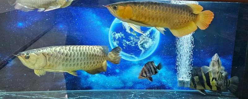 怎么预防龙鱼掉眼，要避免它们长时间往下看