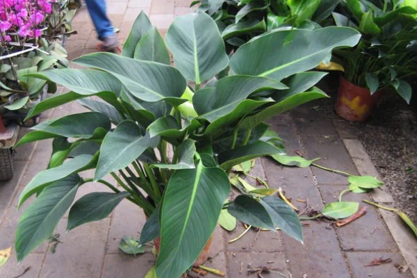 让金钻爆盆的方法，每隔1个月疏松一次土壤