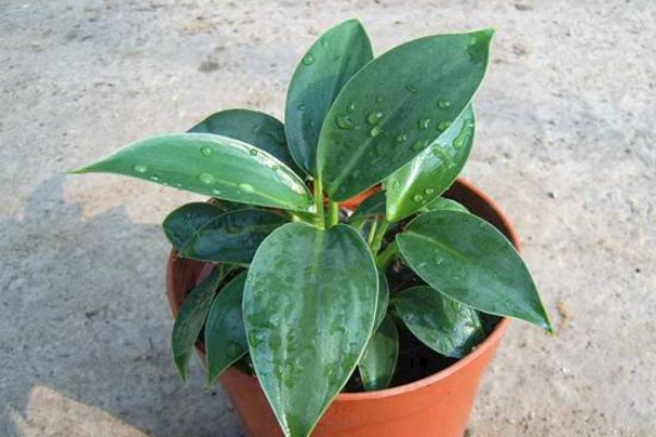 让金钻爆盆的方法，每隔1个月疏松一次土壤