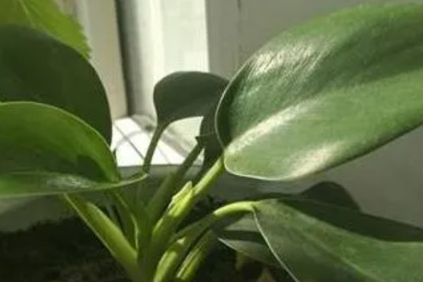 让金钻爆盆的方法，每隔1个月疏松一次土壤