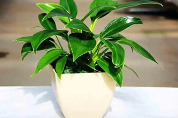 让金钻爆盆的方法，每隔1个月疏松一次土壤