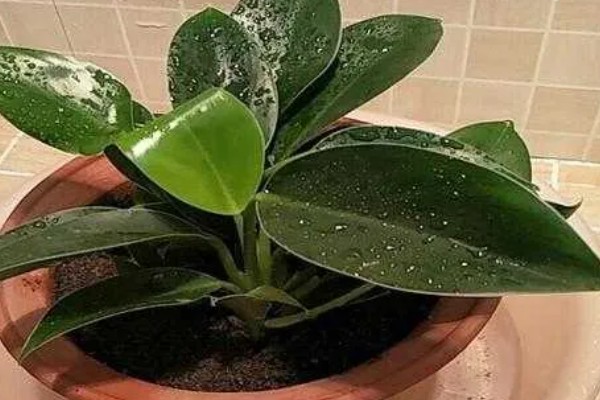 让金钻爆盆的方法，每隔1个月疏松一次土壤