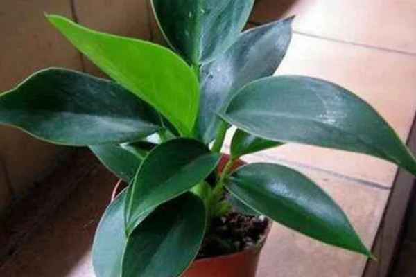 让金钻爆盆的方法，每隔1个月疏松一次土壤