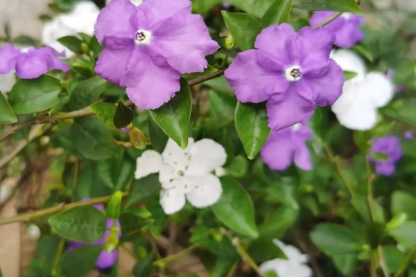 鸳鸯茉莉的花语是什么，寓意忠贞贞洁、尊敬尊重等