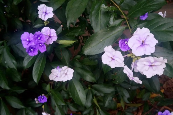 鸳鸯茉莉的花语是什么，寓意忠贞贞洁、尊敬尊重等