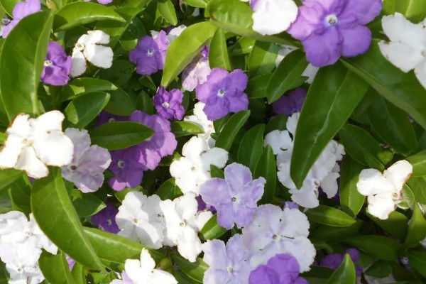 鸳鸯茉莉的花语是什么，寓意忠贞贞洁、尊敬尊重等